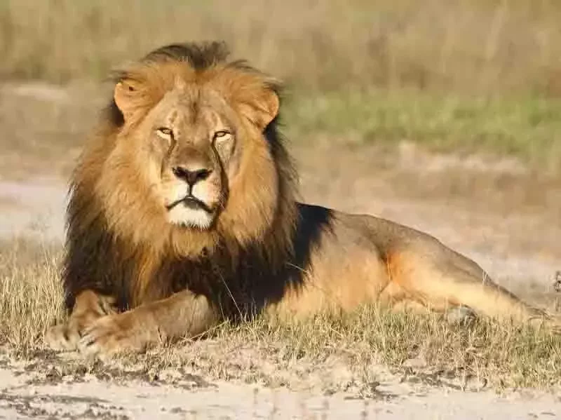 African Lion Savanna