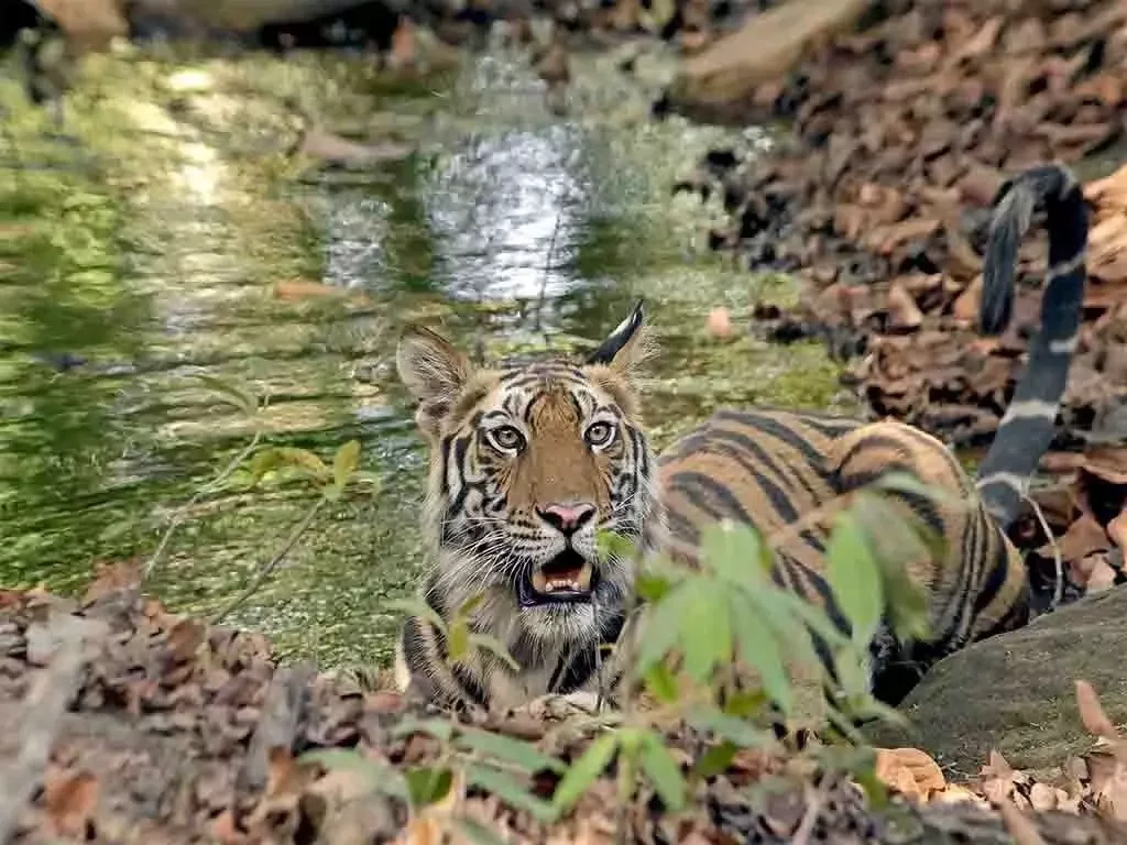 Tigers & Only tigers