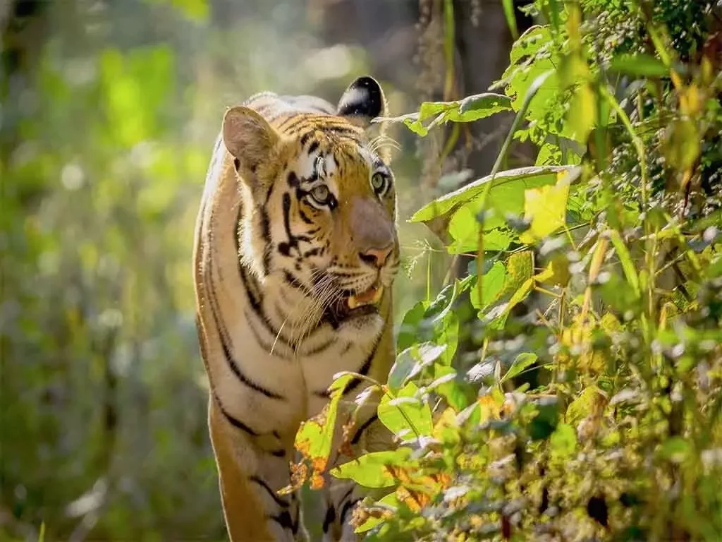 Best of Central India Wildlife