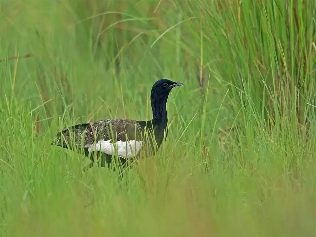 Katarniya Ghat Wildlife Sanctuary