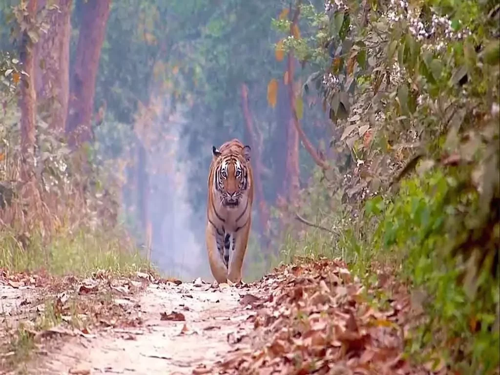 Dudhwa National Park, UP Eco Tourism