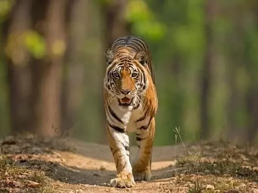 Bengal Tiger India