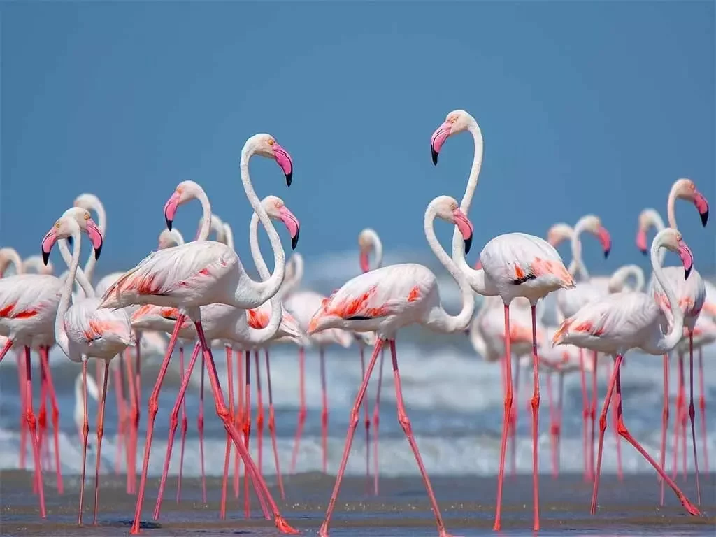 LRK, Little Rann of Kutch 