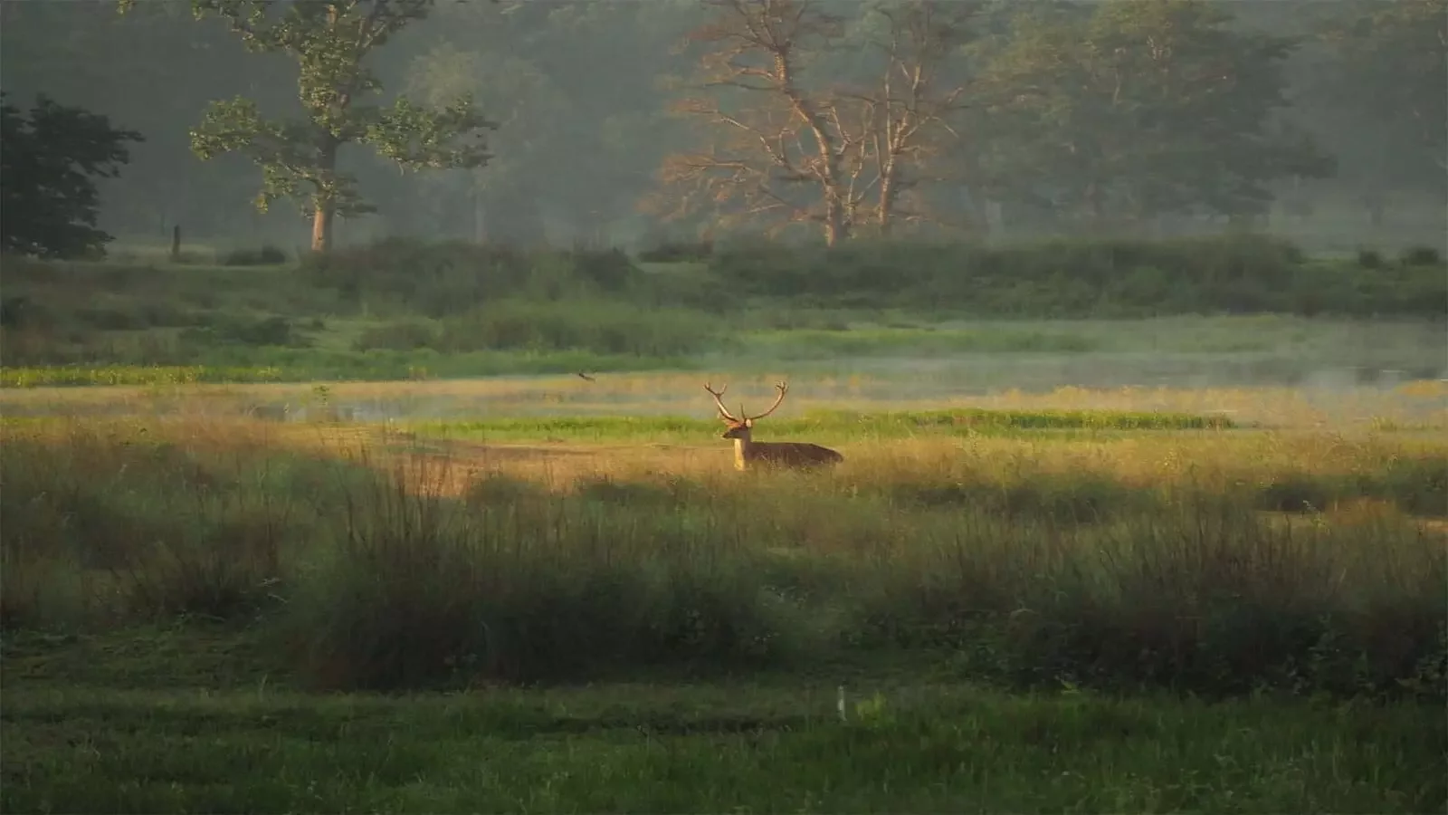 Kanha National Park 