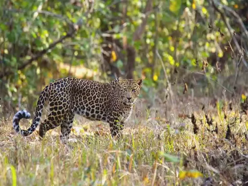 Navegaon Nagzira Package