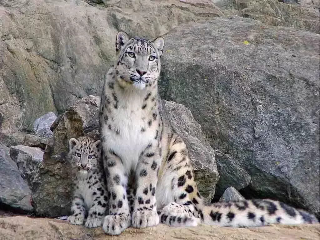 Snow Leopard Tour