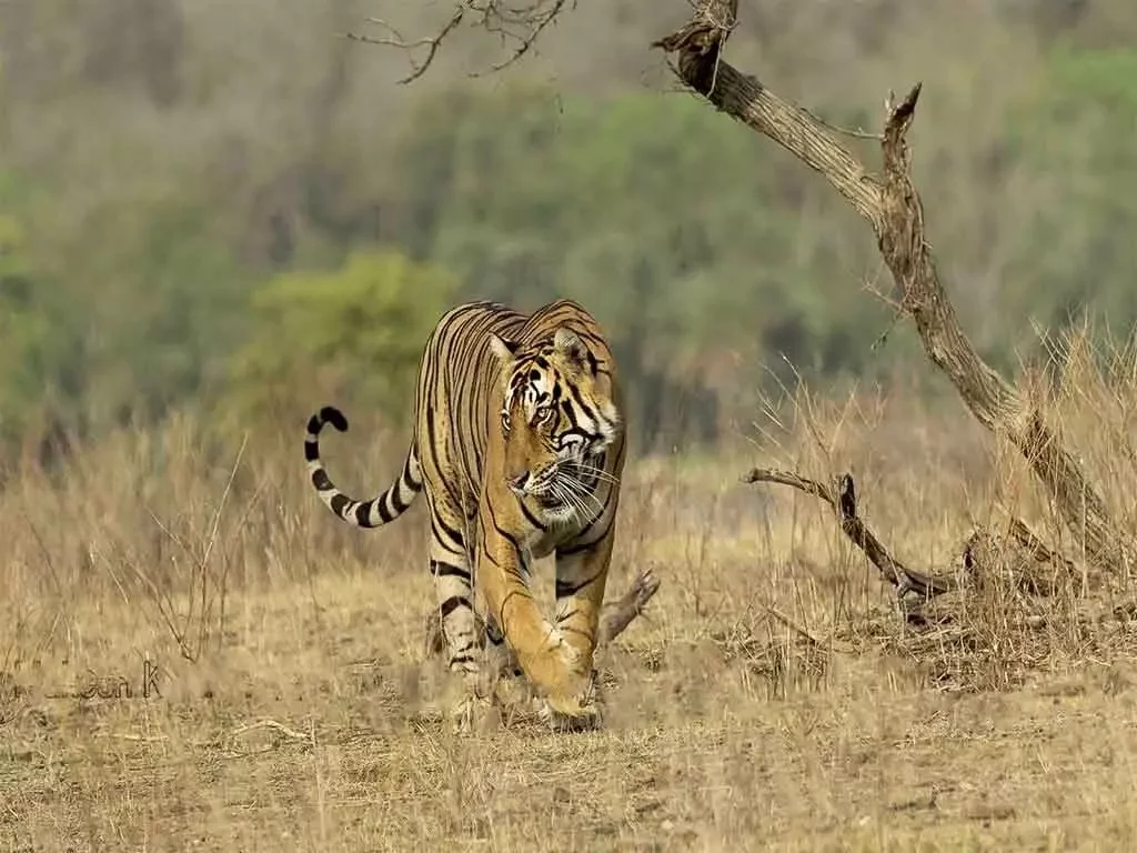 Best places for tiger sightings