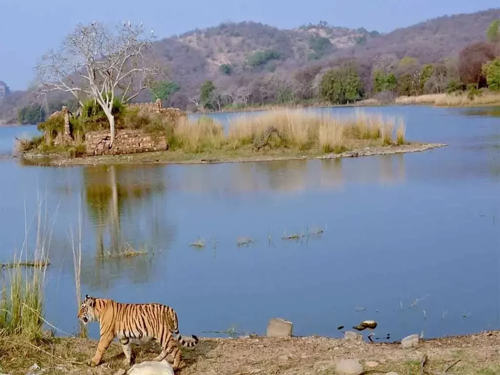 Ranthambhore